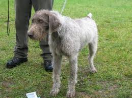 Image result for slovenský ohař hrubosrstý