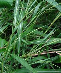 Image result for Rottboellia