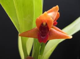 Image result for Otomeria elatior