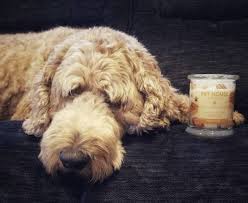 Blackberry tea is a refreshing fragrance mixing succulent blackberries with bergamot, pomegranate, crushed sage and dark tea leaves. 15 Things From Amazon That Ll Help Make Owning A Pet Way Less Stinky