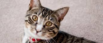 Many people know that male cats that haven't been neutered are quite likely to engage in a behavior called spraying , which means they mark items with urine. What To Do If Your Cat Is Marking Territory The Humane Society Of The United States