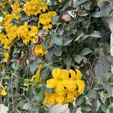 Image result for Dolichandra