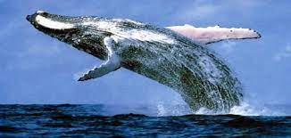 وعندما يفتح هذا العملاق فمه كاملاً، يتسع لما يزيد عن الـ 90 طناً من الغذاء والماء. Ø£ÙƒØ¨Ø± Ø­ÙˆØª ÙÙŠ Ø§Ù„Ø¹Ø§Ù„Ù… Ø³Ø·ÙˆØ±