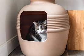 What To Do If There S Blood In Your Cat S Stool