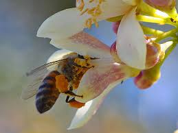 Details these things better than i could in my answer. File Bees Really Like Pollinating My Myer Lemon Tree Jpg Wikimedia Commons
