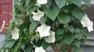 White Moonflower Vine Night Blooming Morning Glory Bin324