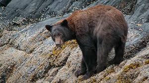 Low Tide Dining I M Always Impressed With What Bears Can Eat Blackbear Alaska Alaskasmallshipcruise Wildlife Wildlifephotograph Black Bear Bear Animals
