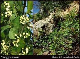 Image result for Flueggea virosa