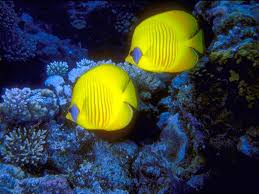 Pin On Los Peces Y Su Habitat
