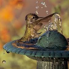 Bird Bath Fountain For Hummingbirds 30 Brilliant Ways To Attract Hummingbirds To Your Backyard In 2020 Bird Bath Fountain Hummingbird Bird Bath How To Attract Hummingbirds