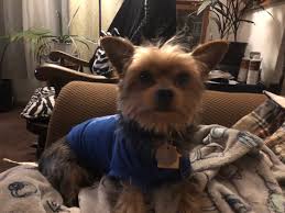 The most effective way to find your lost pet. Lost Dog Brown Yorkie Wearing A Grey Shirt In Oaks Of Eagle Creek Apartments 46254 Near Eagle Creek Park Lost In The Neighborhood Around Noon 9 23 More Info In Comments Indianapolis