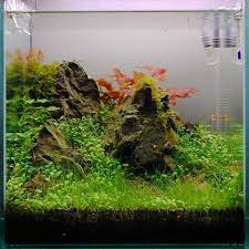 ｆｏｘ ｓｅｎｃｅ 水草 水草水槽 水槽 レイアウト