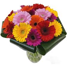 We did not find results for: Gerbera Sunshine Fresh Flower Bouquet Mixed Gerbera Flowers For Delivery Next Day