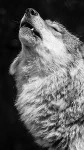 Angry wolf wallpapers 4k iphone wolf wallpaper iphone wallpaper. Wolf Iphone Wallpapers Top Free Wolf Iphone Backgrounds Wallpaperaccess