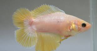 Female Double Tail Betta Fish Pet Colorful Fish