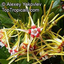 Image result for Strophanthus