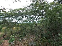 Image result for Pteleopsis anisoptera