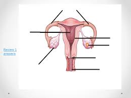 Chapter 16 Lessons 2 3 Female Reproductive System Male Reproductive System Ppt Download