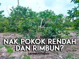 Selain buahnya dapat dimanfaatkan untuk kesegaran tubuh. Video Pokok Durian