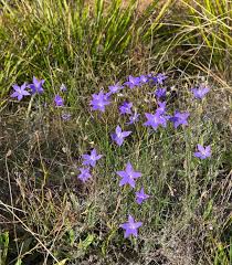 Image result for Wahlenbergia subaphylla