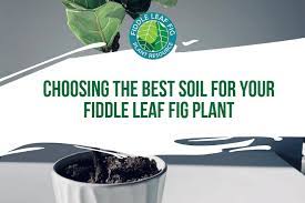 Just like with other trees that you want to plant within the desert, the time to plant a fig. Choosing The Best Soil For Your Fiddle Leaf Fig Plant