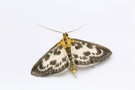 Papillon de nuit de lvnea es una fragancia de la familia olfativa almizcle amaderado floral para hombres y mujeres. Comment Se Debarrasser Des Papillons De Nuit Dans Sa Maison Az Mut