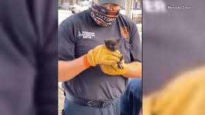 WATCH: Firefighters rescue April the kitten, who was stuck in a storm drain  for days