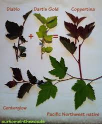 Ninebark (physocarpus opulifolius) coppertina™ is an attractive flowering shrub, native to eastern north america. Stunning Bronze Foliage Ninebark Coppertina And More Ourhomeinthewoods