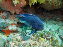 5 reef fish youll find in south australia good living