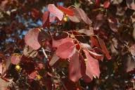 Image result for Pseudolachnostylis maprouneifolia