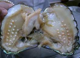 Punya Harga Fantastis Yuk Kenalan Sama Kerang Penghasil Mutiara