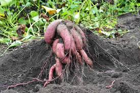 Plant sweet potato slips once the soil temperature reaches 75 degrees fahrenheit: How To Plant Sweet Potatoes In Your Garden Tricks To Care