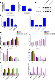 The expression of this gene is important for the development of the. Rtl1 Promotes Melanoma Proliferation By Regulating Wnt B Catenin Signalling Abstract Europe Pmc