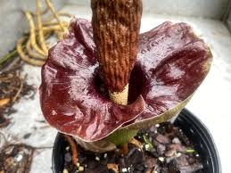 Image result for Amorphophallus