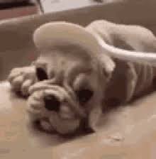 This is a page where i post daily pictures of very fast doggos. Fat Dog Gifs Tenor