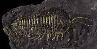 More images for how old are trilobite fossils » Golden Wonder Rare Fossil Trilobite Preserved In Stunning Detail National Museum Wales