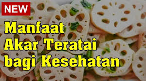 Akar teratai memiliki kandungan zat besi yang tinggi sehingga bisa membentuk pembentukan sel darah merah yang baru. Favsj6tsu1fpem
