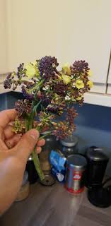 Place broccoli in a mason jar. This Broccoli Stem Flowered In My Fridge Mildlyinteresting