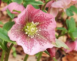 When the general public looks at the colorful part of a plant, they call it a flower. Hellebores Beautiful Flowers Of Late Winter And Spring Owlcation