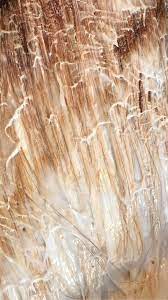 Keep in mind that bleaching your hair can also alter your curl pattern, says hairstylist lacy redway, who believes in focusing on repair. Is It Safe To Bleach Your Hair With Clorox Quora