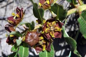 Image result for Pachycarpus concolor