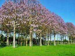 It is located at a geographic crossroads that links the forested lands of northwestern europe to the sea lanes of the atlantic ocean and the fertile plains of the eurasian. Herb And Health
