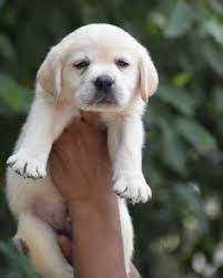 Just cbd store is among the top online market stores for buying cbd products in the uk. 14 Pet Shop In Delhi Ideas Pet Shop Pets Online Pet Store