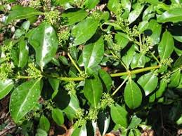 Image result for Psydrax