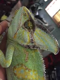 Don't be fooled by wild caught chameleons. Why Does My Chameleon Have Black Spots When Should I Worry