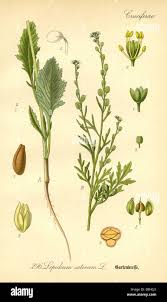 Image result for Lepidium sativum
