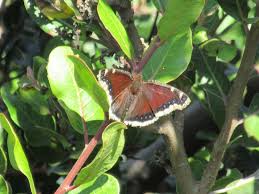 A powerful flier, this species is sometimes found in areas far from its usual. Mother Nature S Backyard A Water Wise Garden Mourning Cloak Butterfly Nymphalis Antiopa