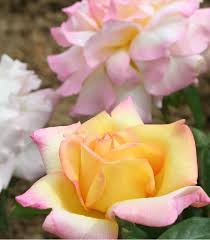 La puissance de végétation de cette rose, sa solidité et la perfection de ses immenses fleurs lui valent de faire encore carrière plus qu'honorablement dans le monde. Rosier Buisson Mme A Meilland