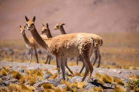 En 2016 protagonizó en cines la comedia romántica el hilo rojo, junto a benjamín vicuña y con la dirección de daniela goggi. Meet The Andean Vicuna From Ancient Gods To Near Extinction Chimu Adventures Blog