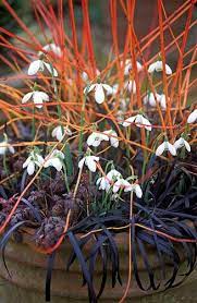 Type of garden container gardening, cottage garden, woodland garden. Winter Container With Cornus Sanguinea Midwinter Fire Common Dogwood Ophiopogon Planiscapus Nigrescens Snakes Scent Garden Winter Plants Winter Container
